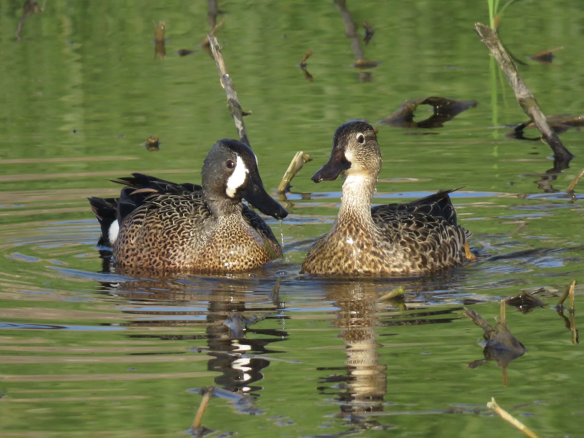 Blue-winged Teal - ML617630405