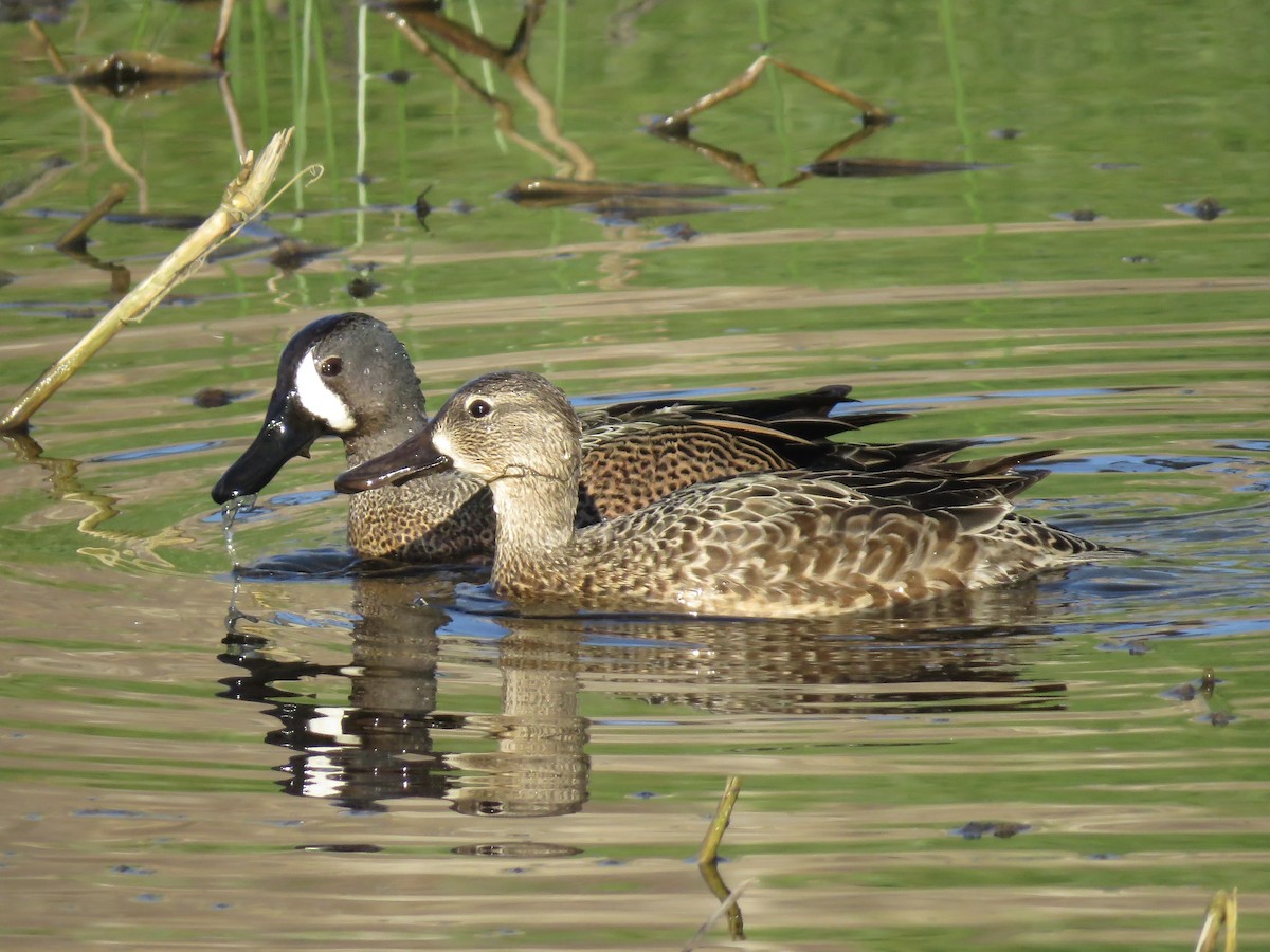 Blue-winged Teal - ML617630406