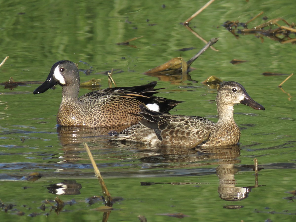 Blue-winged Teal - ML617630407