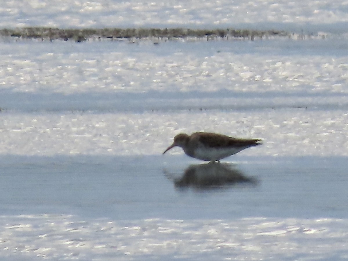 Pectoral Sandpiper - ML617630414