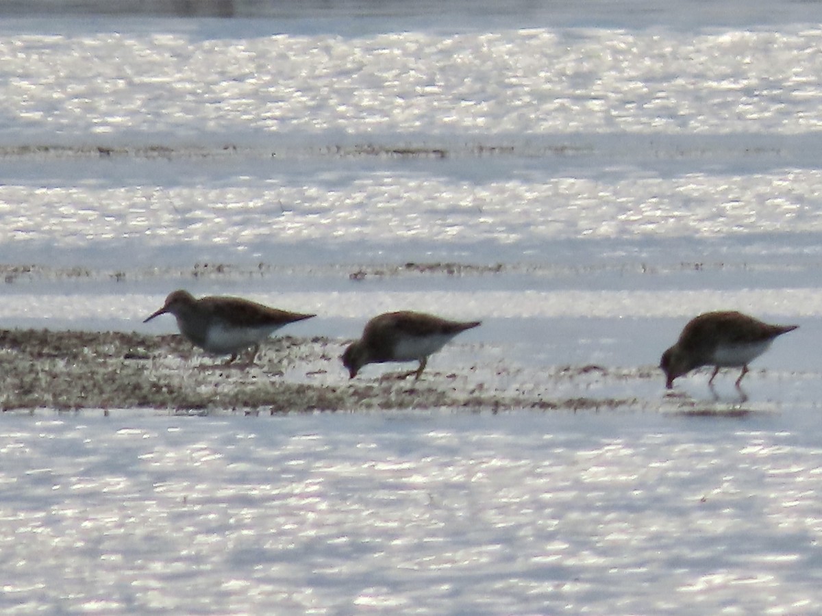 Pectoral Sandpiper - Marjorie Watson