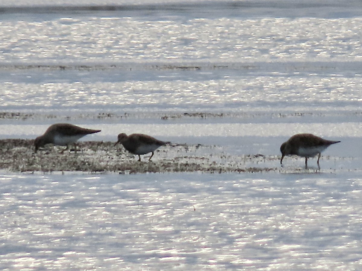 Graubrust-Strandläufer - ML617630417