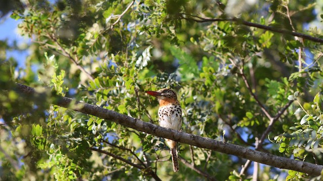 Spot-backed Puffbird (Spot-backed) - ML617630437