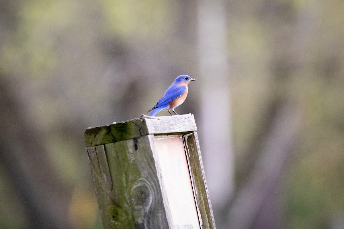 Eastern Bluebird - ML617630438