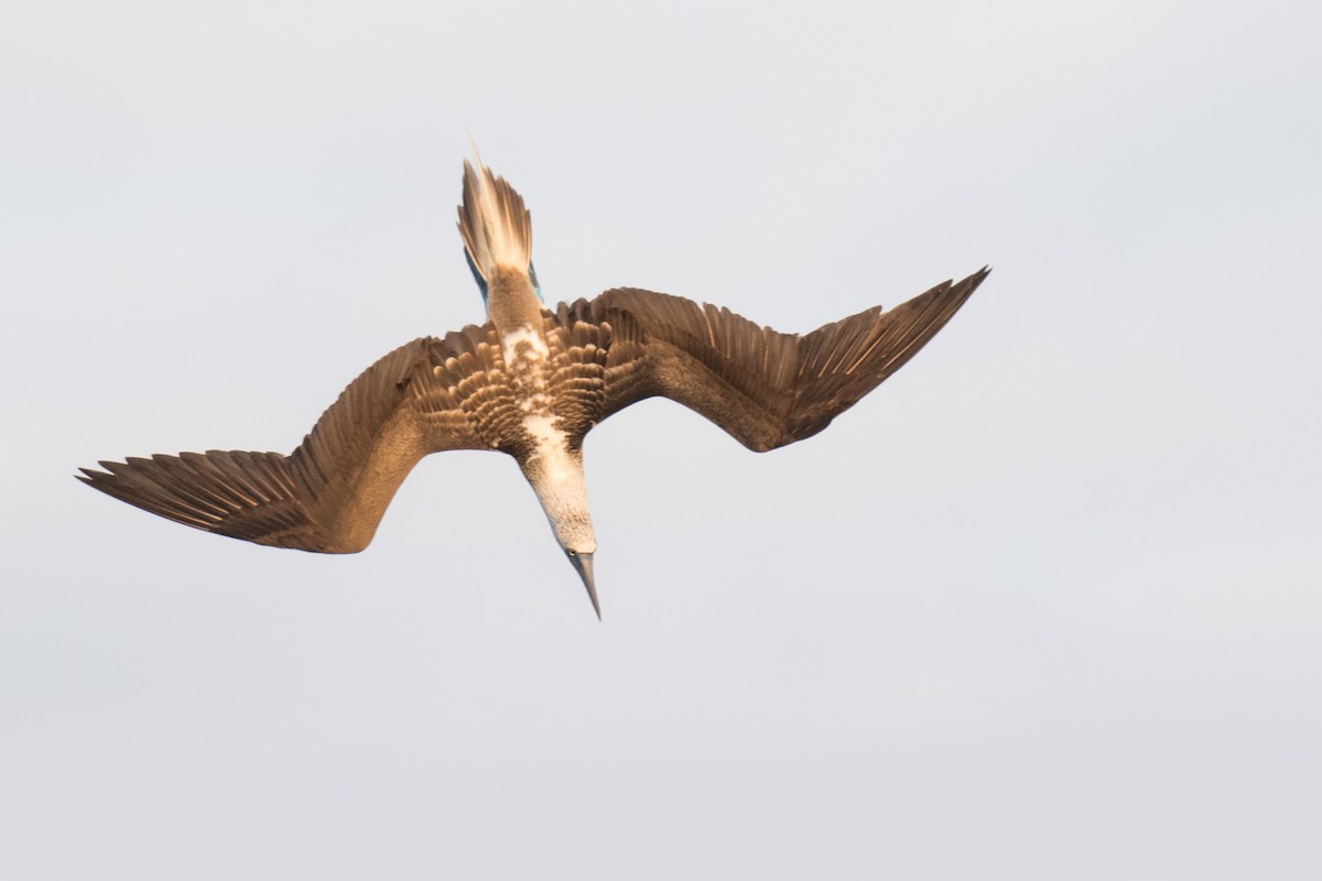 Blue-footed Booby - ML617630441