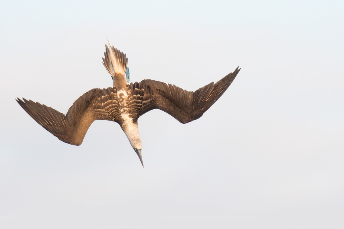 Blue-footed Booby - ML617630444