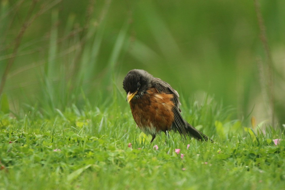 American Robin - ML617630457