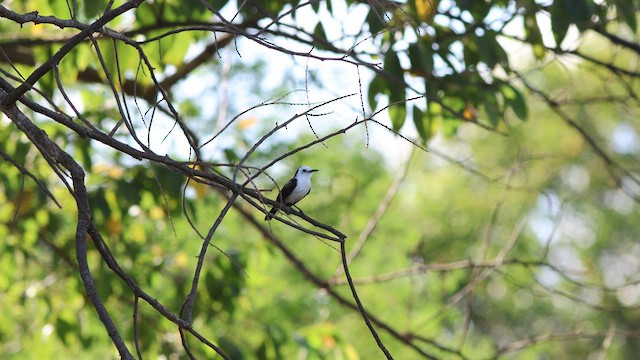 Black-backed Water-Tyrant - ML617630458