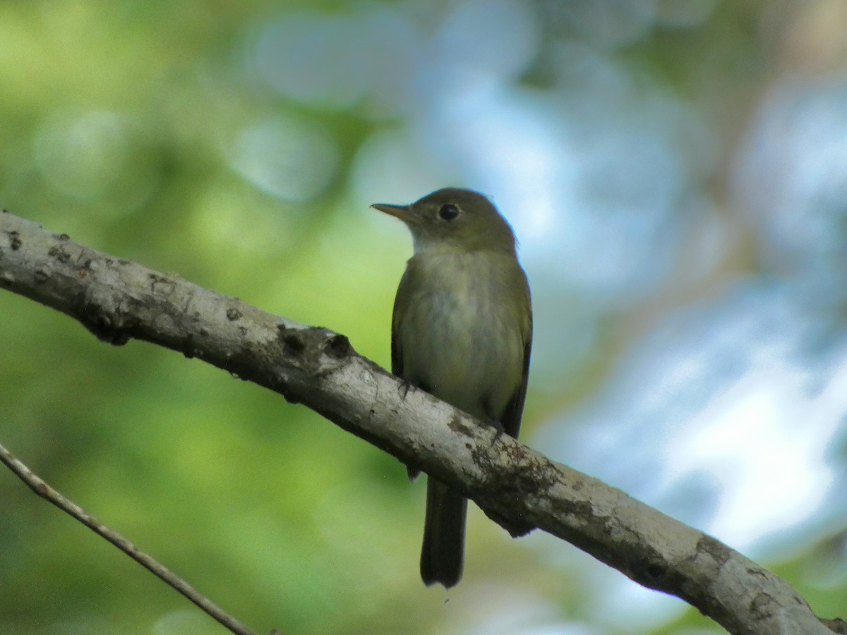 Acadian Flycatcher - Gerald Schill