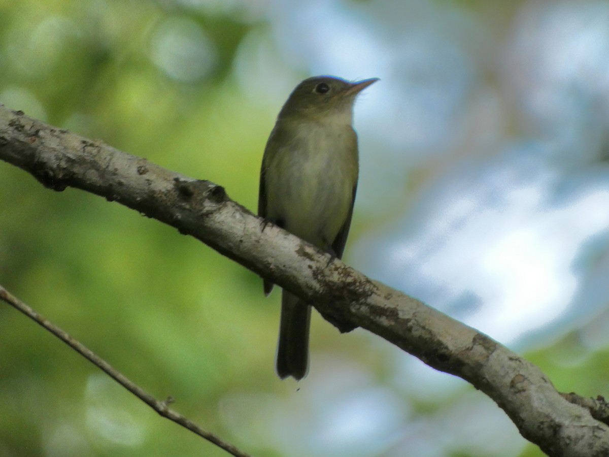 Acadian Flycatcher - Gerald Schill