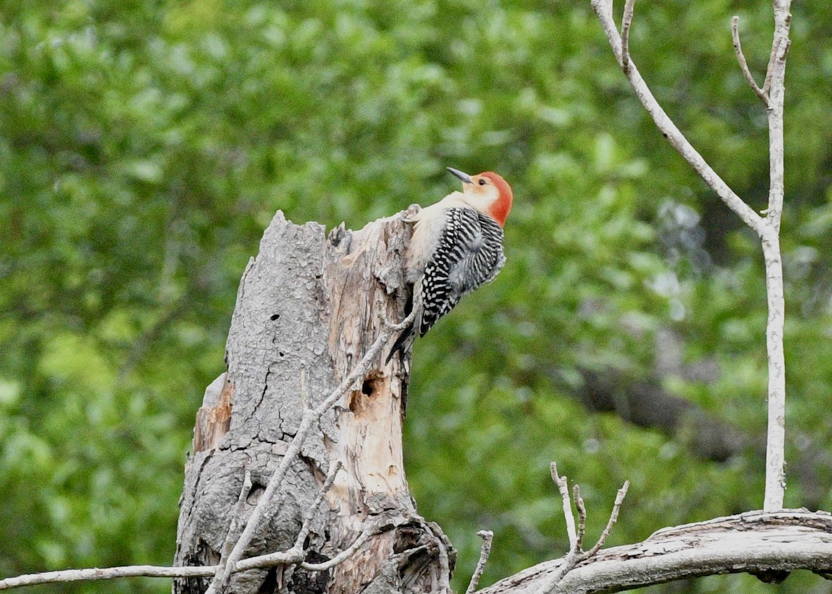 Red-bellied Woodpecker - ML617630490