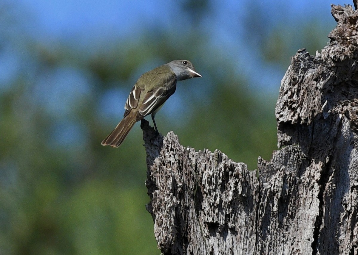 Great Crested Flycatcher - ML617630501