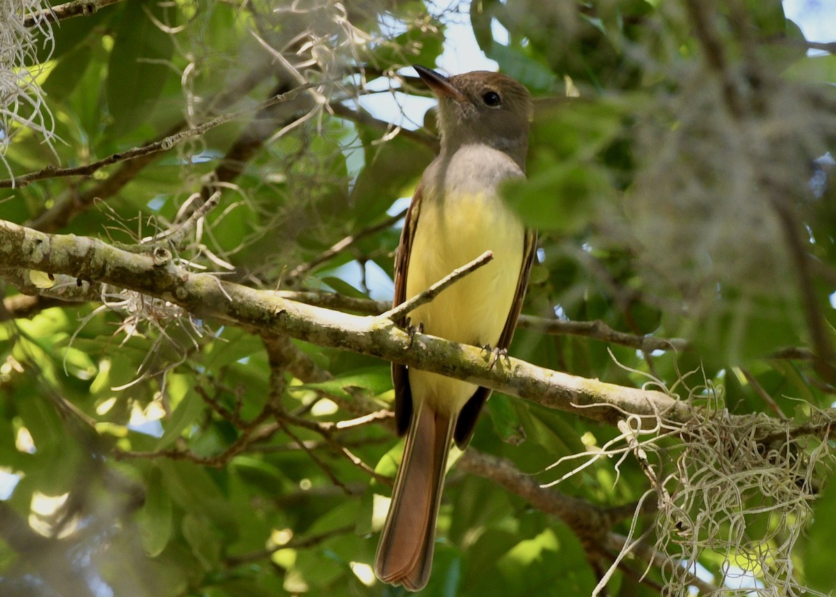 Great Crested Flycatcher - ML617630502