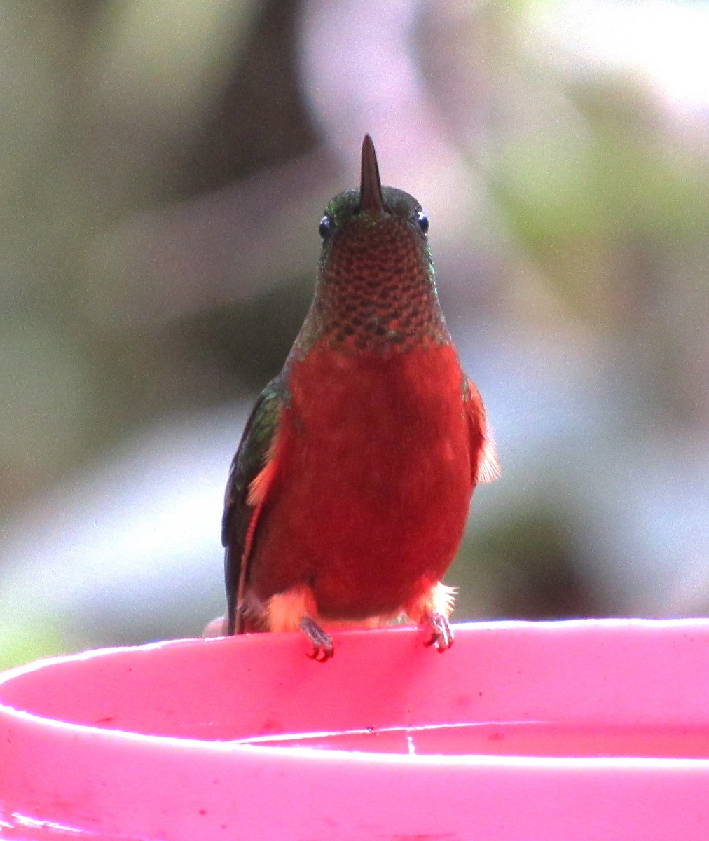 kolibřík peruánský - ML617630507