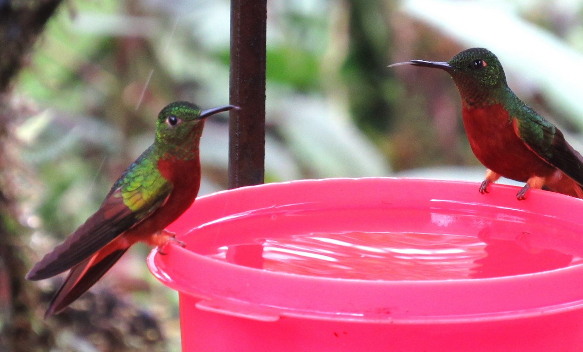 kolibřík peruánský - ML617630509