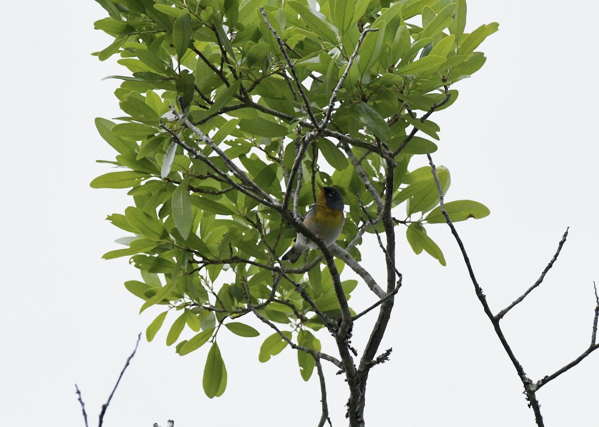 Northern Parula - ML617630520