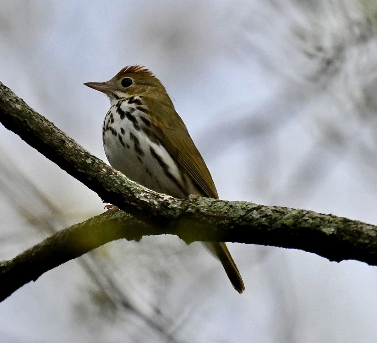 Ovenbird - Suzanne Zuckerman