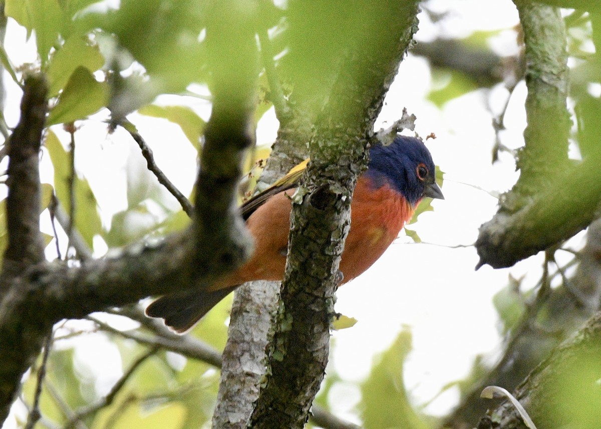 Painted Bunting - ML617630532