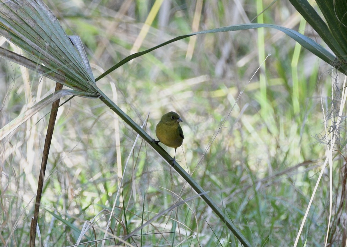 Passerin nonpareil - ML617630533