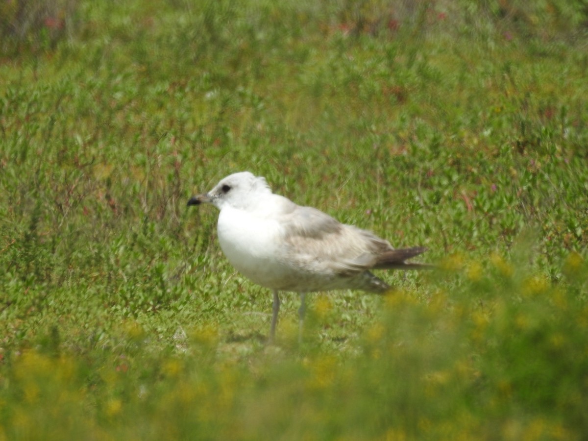 Goéland à bec court - ML617630580