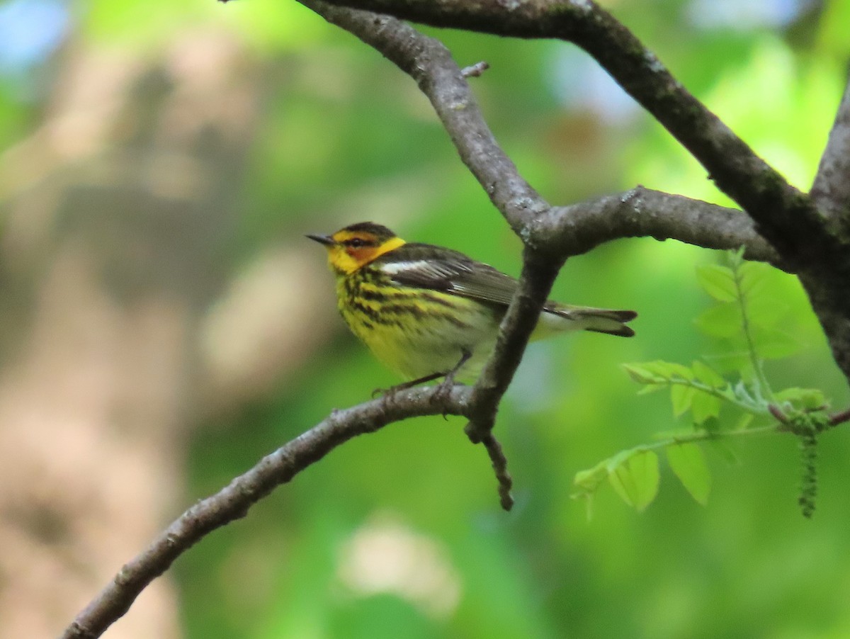 Cape May Warbler - Susan Disher