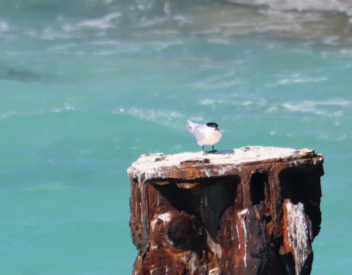 Sandwich Tern - ML617630603