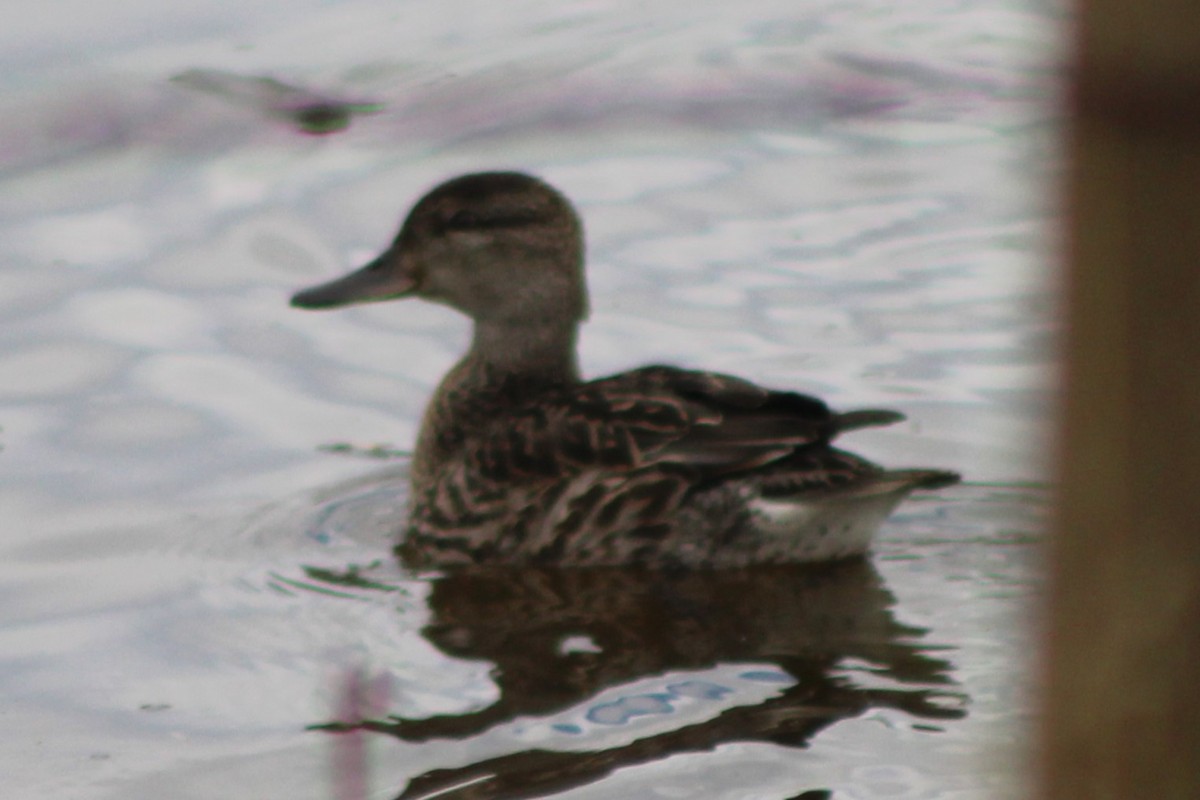 Green-winged Teal - ML617630640