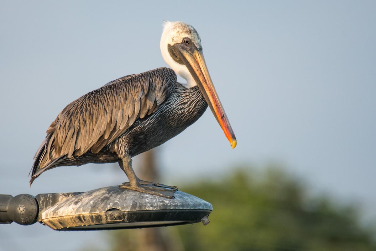 Brown Pelican (Galapagos) - ML617630643