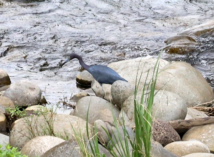 Little Blue Heron - Susan Hunter