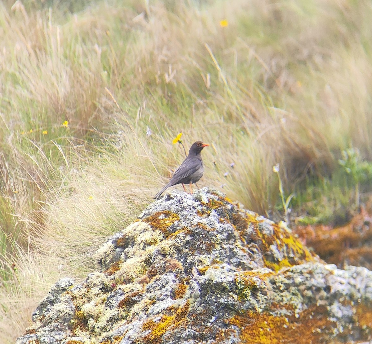 Chiguanco Thrush - ML617630693