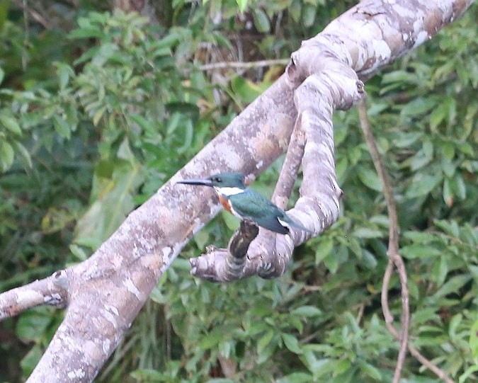 Amazon Kingfisher - Susan Hunter
