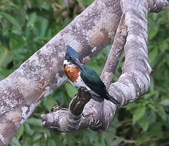 Amazon Kingfisher - Susan Hunter