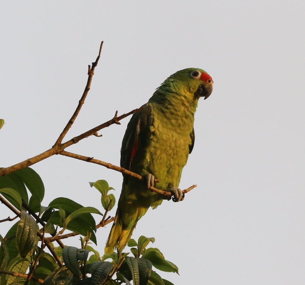 Red-lored Parrot - Susan Hunter