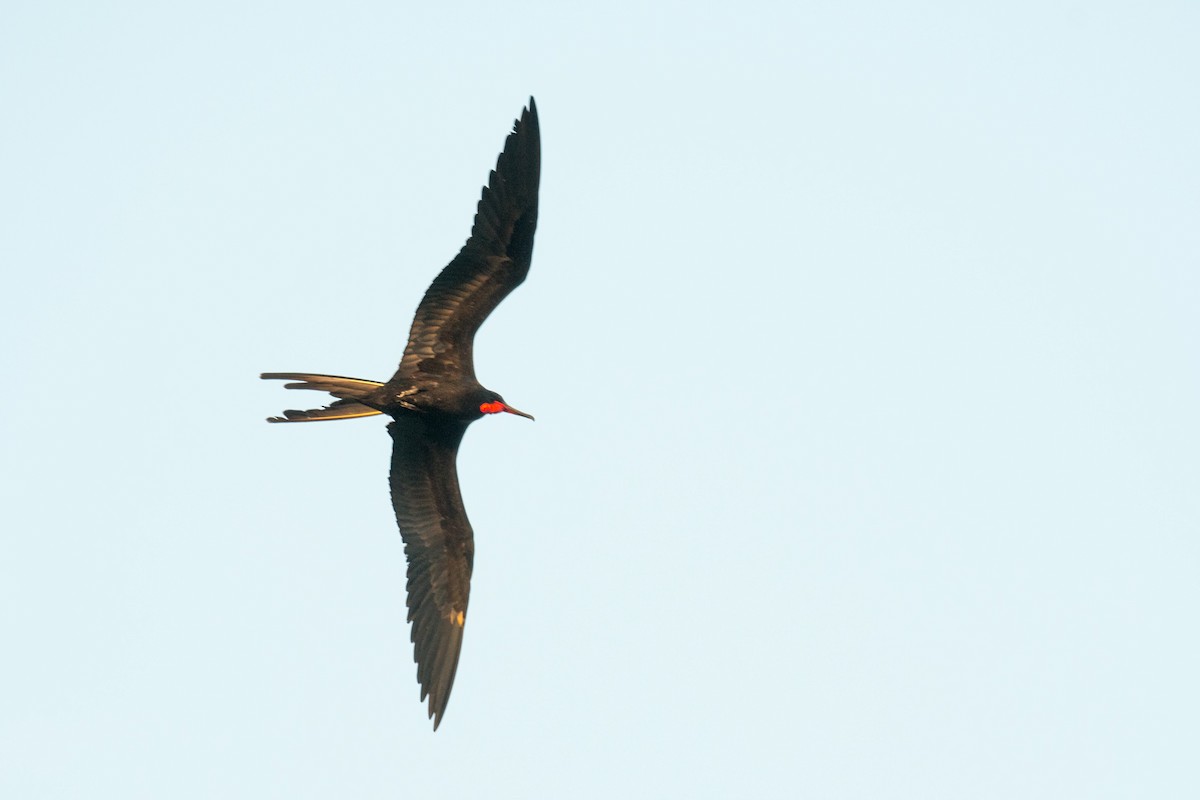 Magnificent Frigatebird - ML617630728