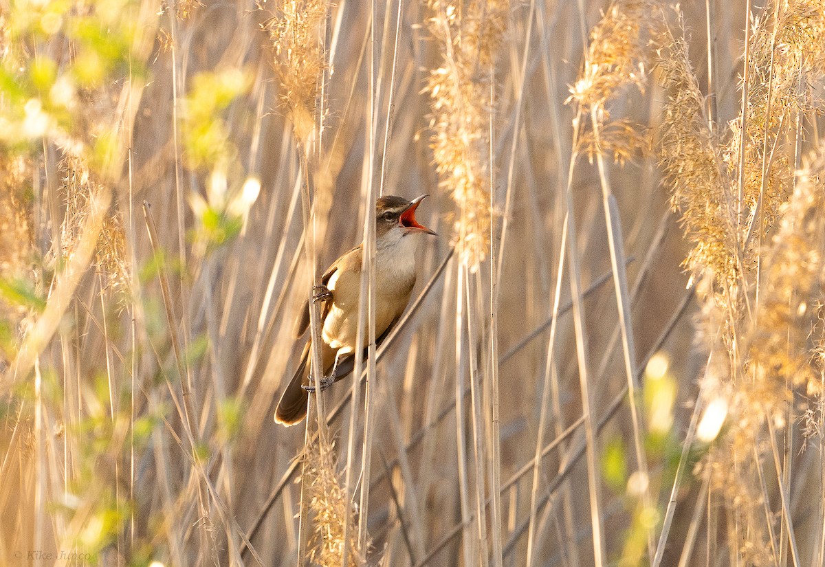 Great Reed Warbler - ML617630753