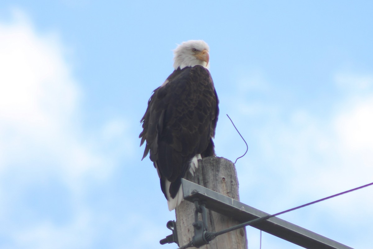 Bald Eagle - ML617630766