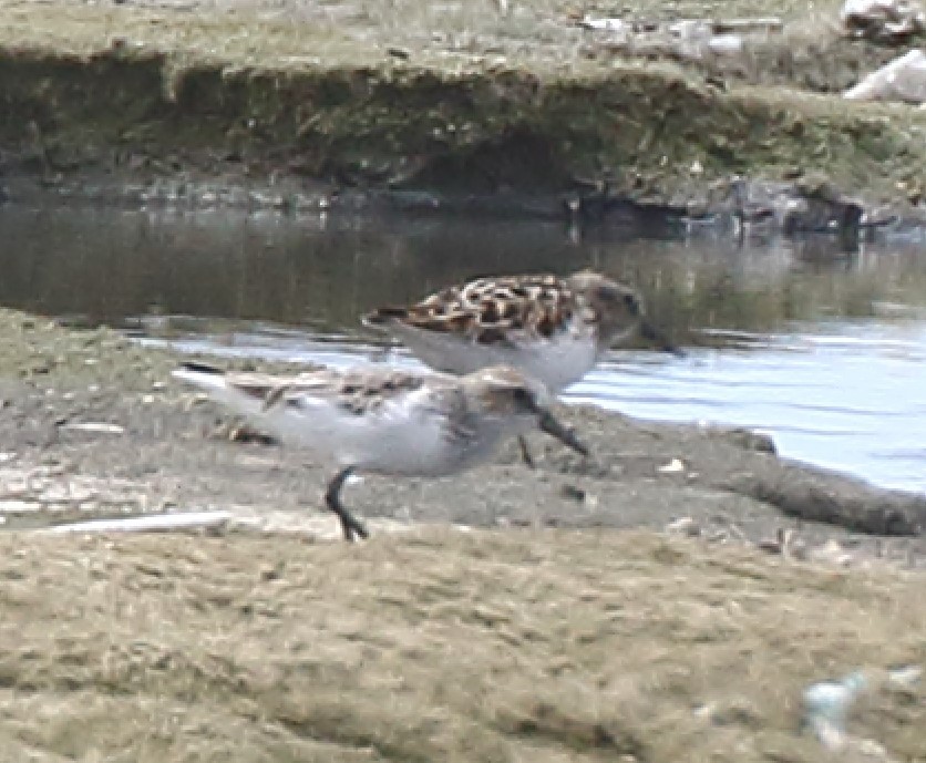 Semipalmated Sandpiper - ML617630803