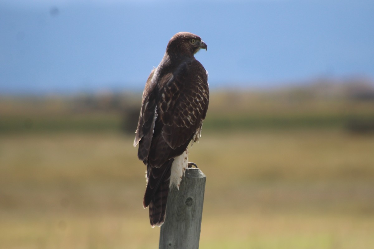 Red-tailed Hawk (calurus/alascensis) - ML617630808