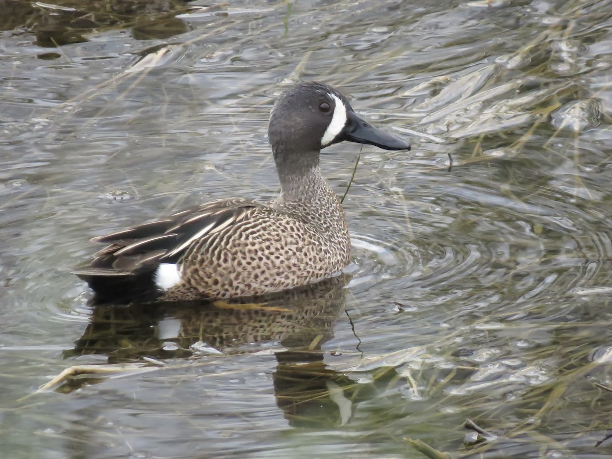Blue-winged Teal - ML617630811