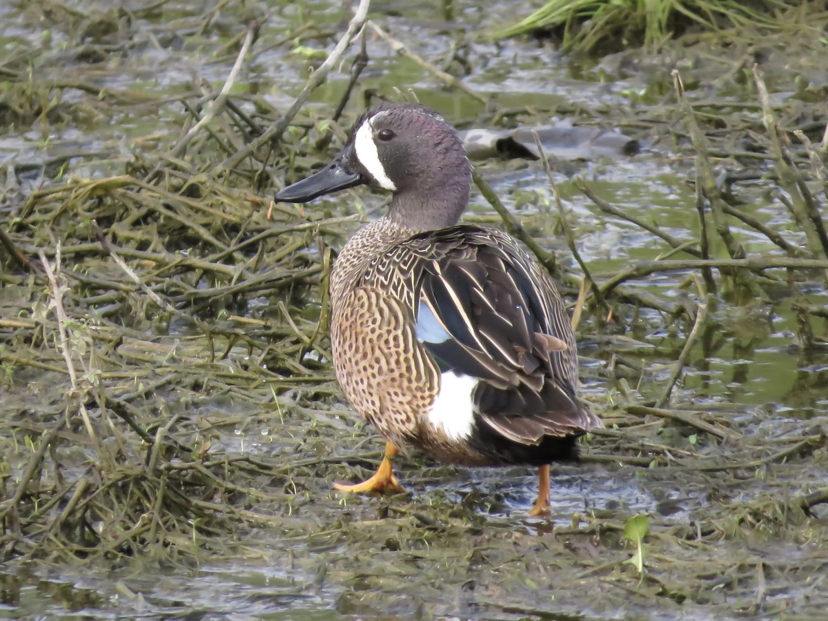 Blue-winged Teal - ML617630812