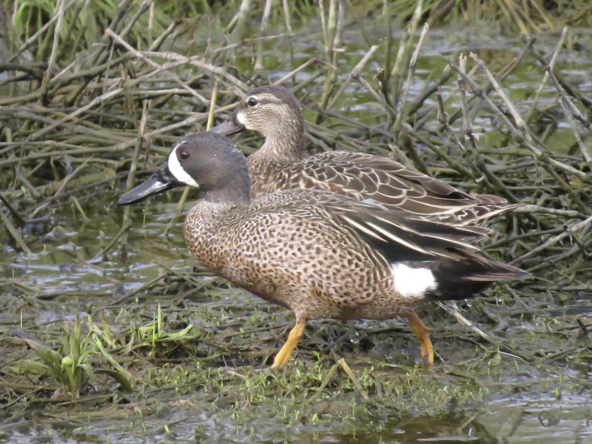 Blue-winged Teal - Seth McComsey