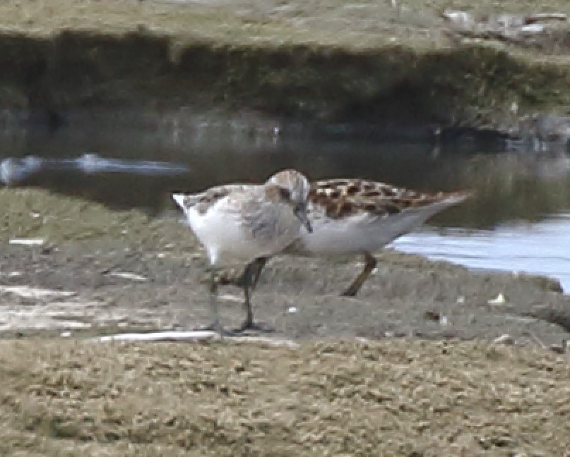 Semipalmated Sandpiper - ML617630817