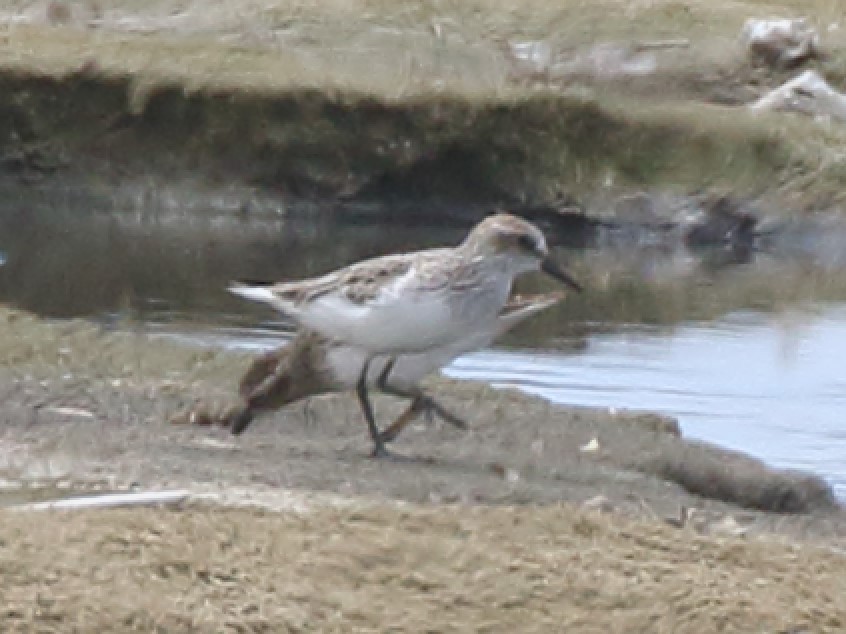 Semipalmated Sandpiper - ML617630818