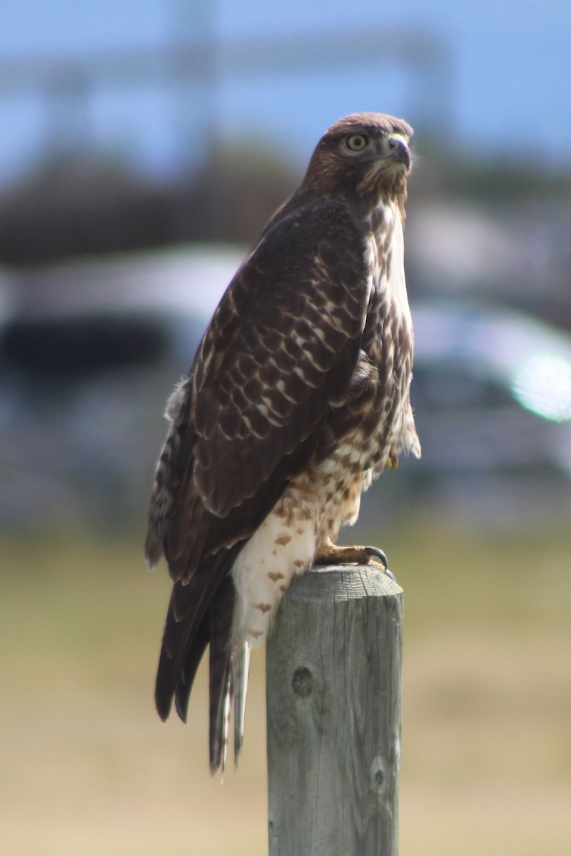 Red-tailed Hawk (calurus/alascensis) - ML617630820