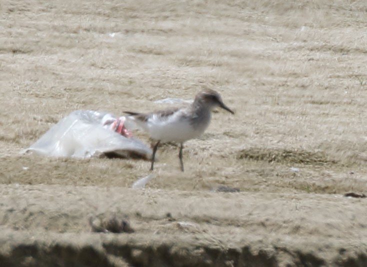 Semipalmated Sandpiper - ML617630833