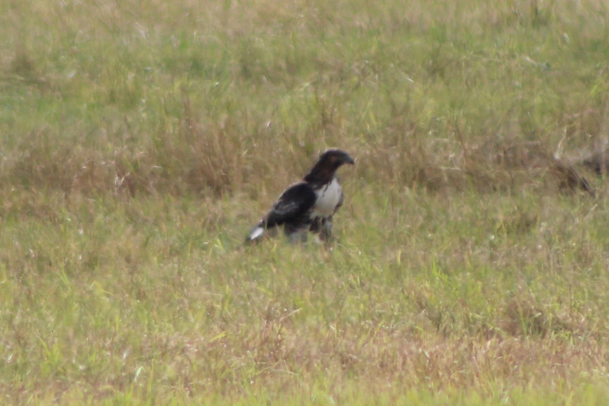 Red-tailed Hawk (calurus/alascensis) - ML617630846