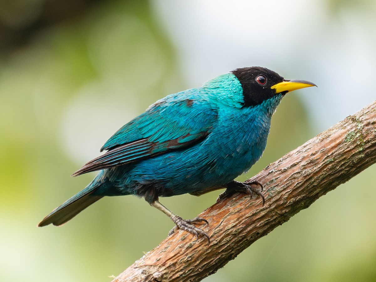 Green Honeycreeper - ML617630859