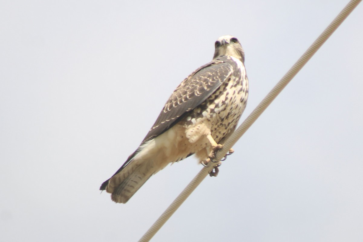 Swainson's Hawk - ML617630862