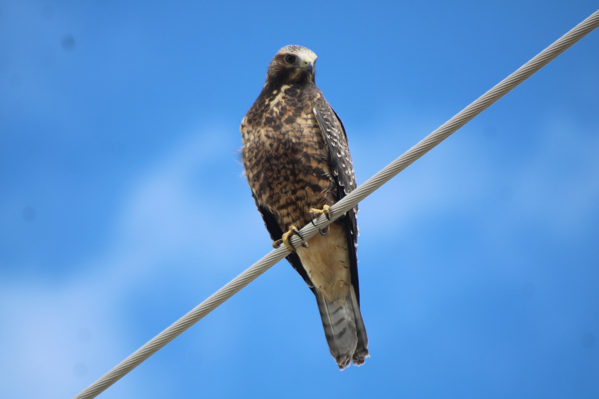 Swainson's Hawk - ML617630863