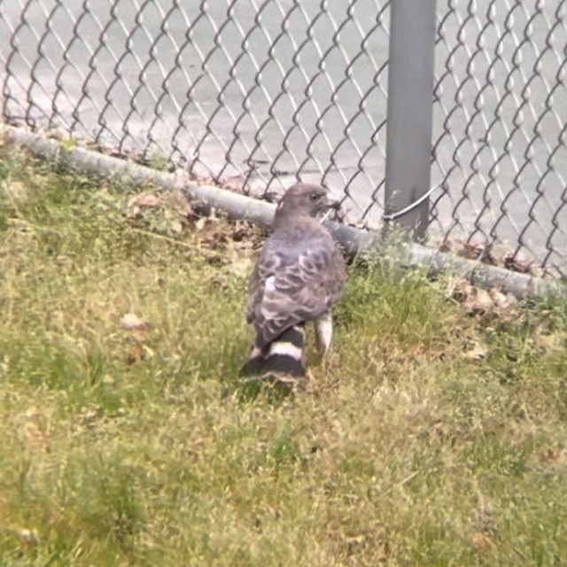 Broad-winged Hawk - ML617630895